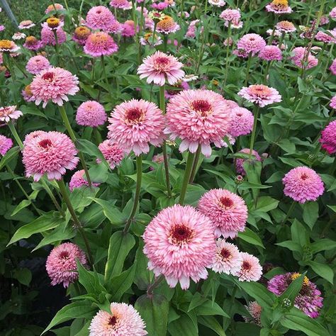 Zinnia 'Zinderella Lilac' stealing the show in the flower field … Zinnia Elegans, European Garden, Zinnia Flowers, Cut Flower Garden, Growing Seeds, Bright Flowers, Flower Farm, Flower Field, Flower Seeds