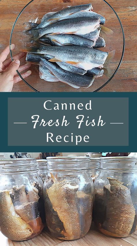 A simple recipe that has the basics covered when it come to canning just about any delicious fresh fish! Canning Fish, Canned Fish Recipes, Pressure Canning Recipes, Canned Fish, Trout Recipes, Canning Food Preservation, Canned Meat, Pressure Canner, Fish Recipe