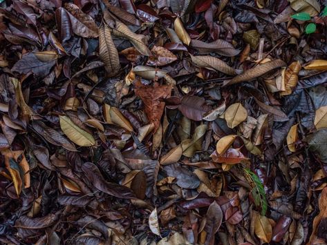 A 17-Year Study Reveals How Dead Leaves Are a Tropical Forest Lifeline | Smithsonian Voices | Smithsonian Tropical Research Institute Smithsonian Magazine Lancaster University, Dead Leaves, Tropical Forests, Tree Growth, Leaves Falling, Plant Science, Tropical Forest, Research Institute, Growing Tree