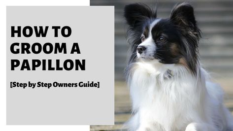 How To Groom A Papillon. Learn exactly how to groom a papillon in this step by step owners guide. You will learn all about this breeds coat, how often they require grooming, and how to do so. You will also learn how trim a papillon to ensure they keep their signature look! #papillon Papillon Dog Haircut, Papillon Dogs, Papillon Puppy, Dog Grooming Styles, Roles And Responsibilities, Dog Haircuts, Grooming Style, Papillon Dog, Dog Cleaning