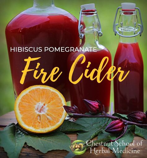 One of my favorite ways to use hibiscus (oh, count the ways!) is in fire cider. Fire cider is basically a spicy herbal vinegar, often sweetened with a little honey. It’s taken by the dropperful or spoonful, depending on the cider’s strength and imbiber’s palette. #herbs #herbalist #herbalism #herbalmedicine #plantmedicine #medicinalherbs #plantremedies #naturalremedies #herbalrecipes Cider Fire, Fire Cider Recipe, Herbal Vinegar, Glass Blender, Fire Cider, Cider Making, Cider Recipe, Respiratory Infection, Clear Glass Jars