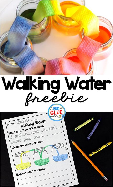 This Walking Water Experiment is a great hands-on science experiment perfect for anytime of the year. There is a free recording sheet printable included. This is perfect for preschool, kindergarten, and first grade students. Walking Water Experiment, Vetenskapliga Experiment, Elementary Science Experiments, Science Activity For Kids, Science Experience, Walking Water, Water Experiments, Science Week, Science Camp