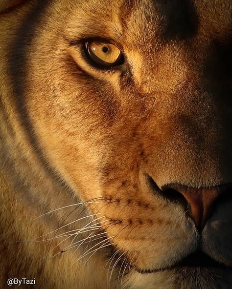 Another personal favourite is this lioness close up. Just love her eye in the golden hour sunlight.. 💕 #lioness #goldenhour #eveningsun… Lions Eyes, Lion Pic, World Lion Day, Eyes Animal, Pet Portraits Photography, Lion Eyes, Tattooed Men, Eye Close Up, Wild Photography