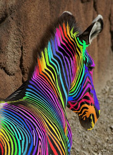 An  Extremely Rare Rainbow Zebra by Creativity+ Timothy K Hamilton, via Flickr Rainbow Animals, Rainbow Zebra, Antler Art, Childrens Quilts, Rainbow Bright, Taste The Rainbow, Colorful Animals, Rainbow Art, Over The Rainbow