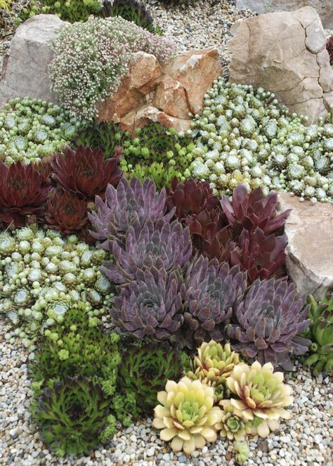 Sedum Rock Garden, Rock Garden Succulents Landscape Design, Hens And Chicks Succulent Landscapes, Hens And Chicks Garden, Hens And Chicks Planting Ideas, Stonecrop Garden, Succulent Garden Bed, Rockery Garden Ideas, Hens And Chicks Succulent