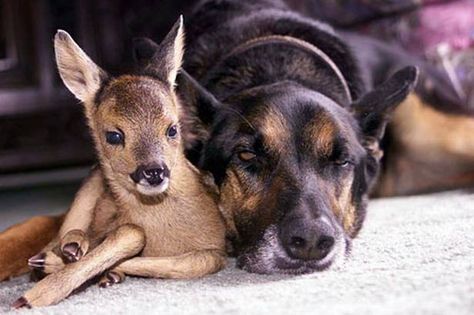 Dog and deer from Karan Small Unlikely Animal Friends, Animal Friendships, Unlikely Friends, Love My Dog, Animals Friendship, Unusual Animals, Two Dogs, Baby Deer, Doberman Pinscher