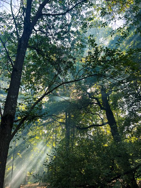 Sun Rays In Forest, Sunny Forest, Desired Reality, Morning Sky, Book Talk, Gods Creation, Sun Rays, 2024 Vision, Pacific Northwest