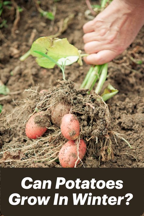 Can Potatoes Grow In Winter? Growing Potatoes Indoors, Can Potatoes, Heated Greenhouse, Sprouting Potatoes, Container Gardening Fruit, Grow Potatoes In Container, Container Potatoes, Grow Potatoes, Growing Sweet Potatoes