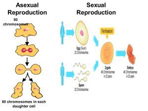 Asexual Reproduction In Animals, Square Mirror Ideas, Asexual Reproduction In Plants, Types Of Asexual Reproduction, Reproduction In Plants, Asexual Reproduction, Vegetative Reproduction, Somatic Cell, Cell Forms