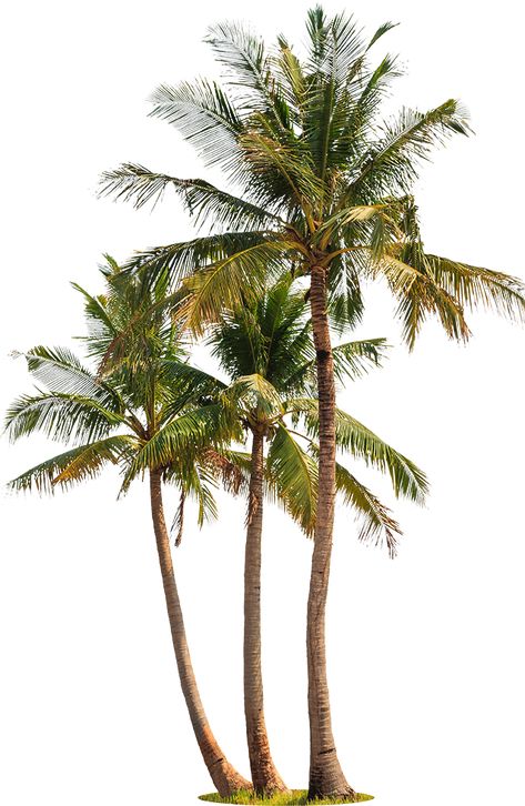 Palm Tree Cutout, Tree Render, Palm Background, Palm Tree Png, Landscape Architecture Graphics, Tree Photoshop, Best Quotes Images, Tropical Trees, Xiaomi Wallpapers