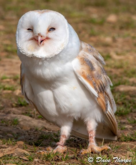 Barn Owl | Dave Thorpe | Flickr Awesome Owls, Owl Photos, Owl Pictures, Beautiful Owl, Funny Birds, Owl Painting, Owl Bird, Pretty Birds, Barn Owl