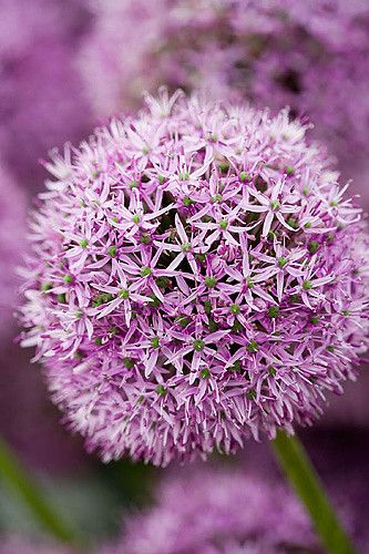 Allium 'aflatunense' www.clivenichols.com Allium Aflatunense, Lucy Ball, Purple Allium, Allium Flowers, Purple Garden, Flower Lover, Beautiful Blooms, Flower Petals, Amazing Flowers