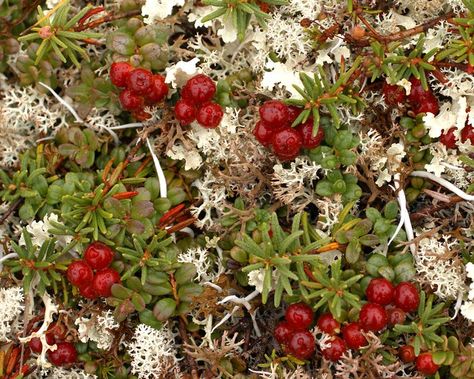 Edible Berries Wild, Bday Flowers, Winter Berries Photography, Fragaria Chiloensis, Red Berries In Snow, Habitat Garden, Reindeer Moss, Tabletop Rpg, Favorite Food