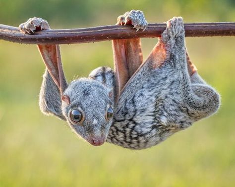 Colugo is an aboreal mammal, in the world there are 2 types of colugos. One of them is Sunda Colugo Flying Lemur, Dik Dik, Strange Animals, Animal Babies, Woodland Critters, Unusual Animals, Rare Animals, Better Half, Weird Animals