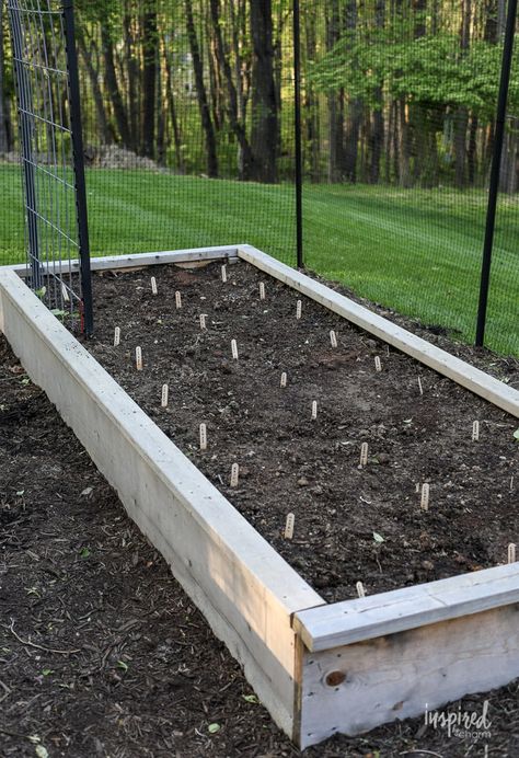 Dahlia Raised Bed, Dahlia Flower Bed Ideas, Raised Dahlia Bed, Dhalia Garden Bed, Dahlias In Raised Beds, Dahlia Garden Bed, Dahlia Bed Ideas, Dahlia Flower Bed, Cut Flower Raised Bed