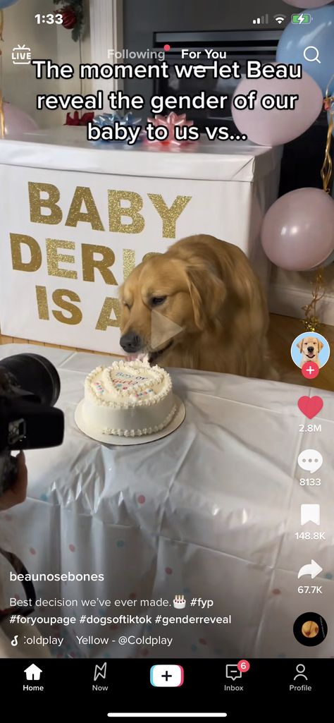 Dog Friendly Cake, Gender Reveal Outfit, Maternity Photoshoot Outfits, Dog Photoshoot, Dog Cakes, Gender Reveal Cake, Dog Cake, Baby Gender Reveal, Reveal Ideas