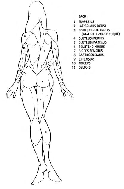 Drawing Anatomy, Anatomy Tutorial, Human Anatomy Drawing, Siluete Umane, Human Figure Drawing, Human Anatomy Art, Anatomy Sketches, Anatomy For Artists, Body Anatomy