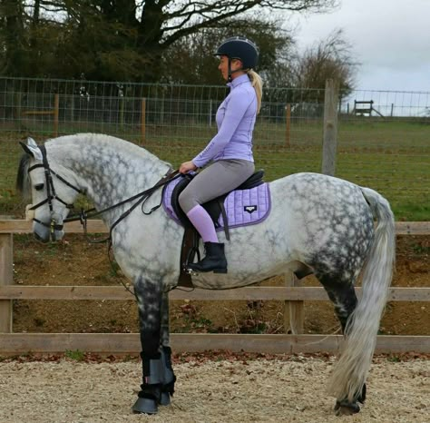 Dapple Grey Horses, Horse Projects, Connemara Pony, Grey Horses, Warmblood Horses, Horse Poses, Hunter Girl, Welsh Pony, Coat Ideas