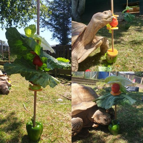 Tortoise Enrichment Toys, Sulcata Tortoise Enrichment, Tortoise Enrichment Ideas, Tortoise Enrichment, Reptile Enrichment, Tortoise Terrarium, Outdoor Tortoise Enclosure, Zoo Enrichment, Red Footed Tortoise