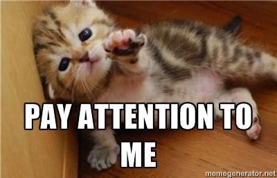 Helen's Points to Ponder: Yes, He's Still There Attention Meme, Give Me Attention, Funny Cat Faces, Allergic To Cats, Reaction Pic, Pay Attention To Me, Reaction Images, Hee Hee, Kittens Playing