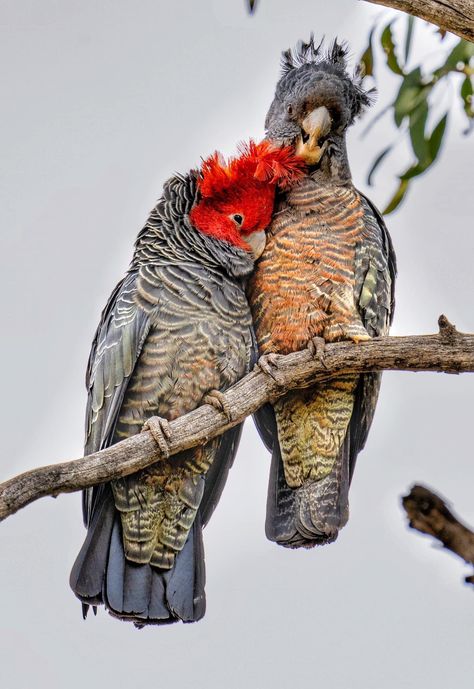 Gang Gang Cockatoos in Canberra,Australia (World Birds Photography) Australian Parrots, Coloring Pages Nature, Canberra Australia, Birds Photography, World Birds, Gang Gang, Bird Tattoo, Bird Watcher, Australian Birds