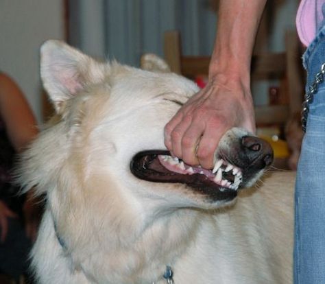 Sign Crushes Motorist, Dog Poetry, Ill Be Okay, Dog Motif, Scary Dogs, Dog Biting, Bad Dog, White Dog, Arte Inspo