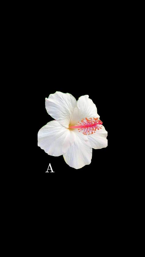 #hibiscus #flowers #wallapaper #phonewallpaper #initial #a #initialwallpaper Flower Wallpaper Initial, Flower Initial Wallpaper, Hibiscus Flower Wallpaper, Lee Core, Hibiscus Wallpaper, L Wallpaper, Initial A, Iphone Black, Zoo Wee Mama