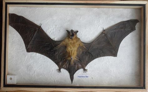 REAL HAIRLESS BAT Insect Taxidermy in wooden box by thaicraft2you Bat Taxidermy, Taxidermy Bat, Bat Species, Insect Taxidermy, Wet Specimen, Amazon Top, Wood Box, Art References, Taxidermy