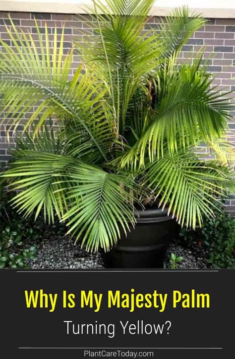 When a Majesty palm (Ravenea) does not get the basic nutrients, yellowing leaves are a very common symptom of unhappiness. [DETAILS] Palm Plant Indoor, Majesty Palm, Majestic Palm, Growing Trees, Zone 10, Plant Indoor, Outdoor Trees, Palm Plant, Palm Fronds