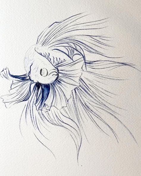 Betta Fish Painting by Lindsay Kivi... Drawing Betta Fish, Betta Fish Art Painting, Betta Fish Art Drawing, Beta Fish Watercolor Paintings, Beta Fish Illustration, Watercolor Betta Fish, Betta Fish Watercolor, Watercolor Beta Fish, Beta Fish Sketch