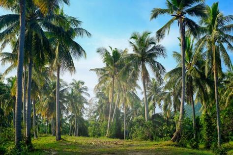 Coconut Oil Supplier Coconut Farm, Oil Factory, Coconut Powder, Refined Coconut Oil, Inspirational Quotes Wallpapers, Liquid Oil, Natural Healing Remedies, Edible Oil, Healthy Oils