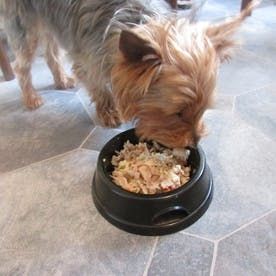 Human Food For Dogs, Make Dog Food, Diy Dog Food, Dog Treats Homemade Recipes, Food Dog, Dog Diet, Dog Tips, Healthy Dog Food Recipes, Food Scale