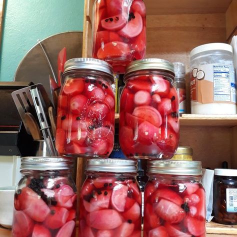 Canning Honey Pickled Radishes and Radish Relish - SBCanning.com - homemade canning recipes Radish Relish, Canned Pickles, Watermelon Pickles, Pickled Turnips, Pickled Radish, Yellow Mustard Seeds, Canning Ideas, Enamel Dutch Oven, Canning Food Preservation