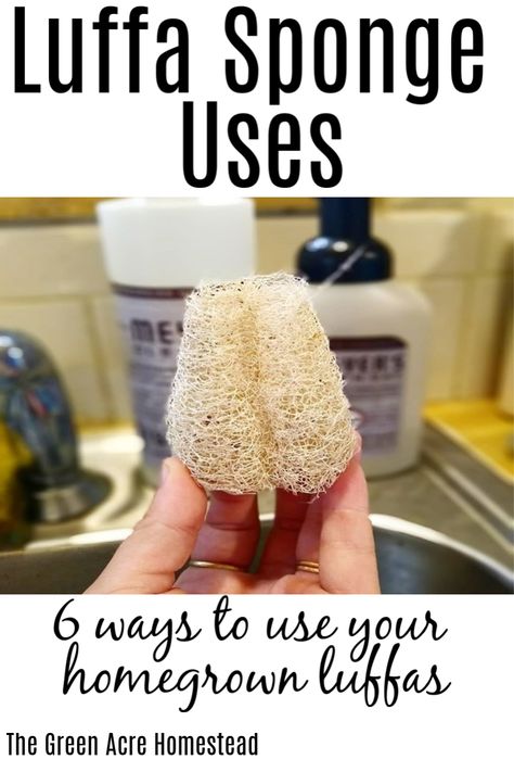 6 ways to use your homegrown luffa sponges after harvesting them! What are you going to do with your luffa sponges? #homesteading #luffasponges #homegrown How To Make A Loofah Sponge, Loofah Craft Ideas, Luffa Crafts Ideas, Luffa Gift Ideas, Loofah Sponge Diy, How To Make Luffa Soap, Luffa Sponge Diy, Luffa Sponge Gift Ideas, Harvesting Luffa Sponge