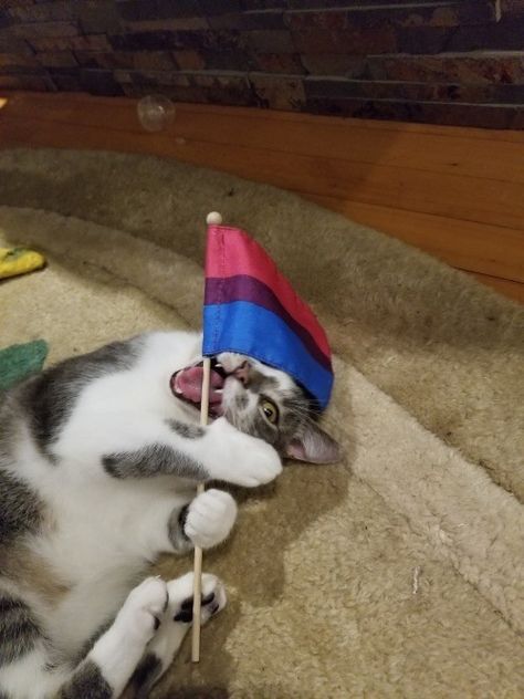 A Cat, Flag