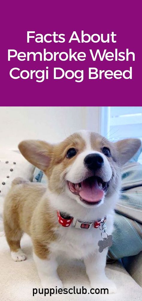 #facts #Corgi Cowboy Corgi, Corgi Dog Breed, Unique Dogs, Corgi Breeds, Corgi Facts, Facts About Dogs, Pembroke Welsh Corgi Puppies, Cute Corgi Puppy, Puppy Funny