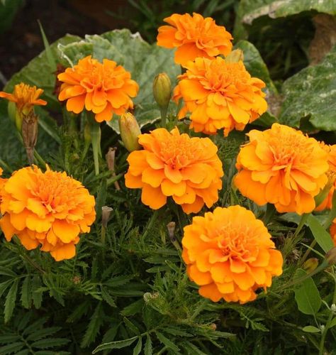 How to Grow Marigolds Tomatoes In Containers, Growing Marigolds, Mosquito Plants, Natural Insecticide, Growing Tomatoes In Containers, Mosquito Repelling Plants, Indian Flowers, Fragrant Plant, Natural Insect Repellant