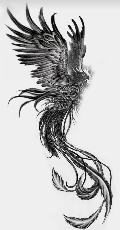 Phoenix Tattoo Sketch Design, Ghoghnoos Tattoo, Bird With Angel Wings Tattoo, Phoenix Tattoo Design Men Back, Phoniex Tattoos For Men, Phoenix Design Tattoo, Black Phoenix Tattoo For Men, Phoenix Ink Drawing, Black And Gray Phoenix Tattoos