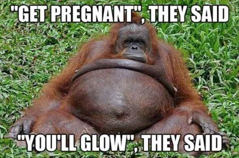 17 Fresh Animal Memes To Make You Laugh Till You Drop - I Can Has Cheezburger? Jokes About Life, Pregnancy Quotes Funny, Funny Pregnancy Memes, Funny Photos Ideas, Pregnancy Memes, Trendy Maternity Outfits, Pregnancy Hormones, Pregnancy Quotes, Pregnancy Months