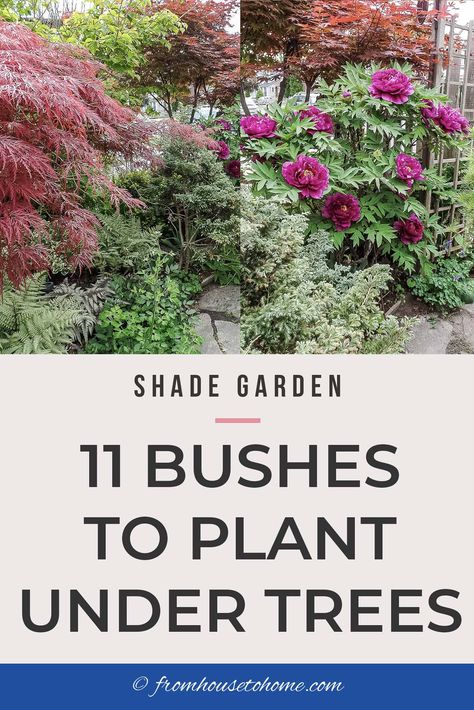 Shade Loving Shrubs: The Best Bushes To Plant Under Trees Garden Design Under Trees, Best Shrubs For Shade, Rooftop Oasis, Abundant Garden, Garden Supports, Evergreens For Shade, Shade Loving Shrubs, Plants Under Trees, Shady Garden