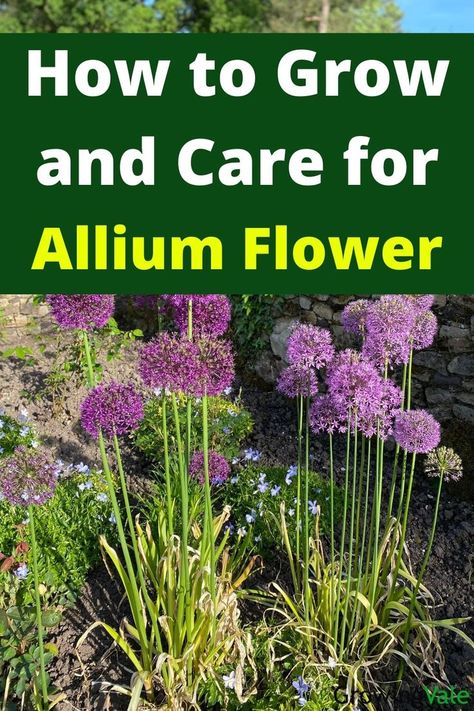 Allium Flower Serendipity Allium Flowers, Ornamental Onion Allium Flowers, Aliums In Garden, Alium Flower Border, Alliums In Garden, Allium Flowers Landscaping, Allium Serendipity, Alliums Flower, Serendipity Allium