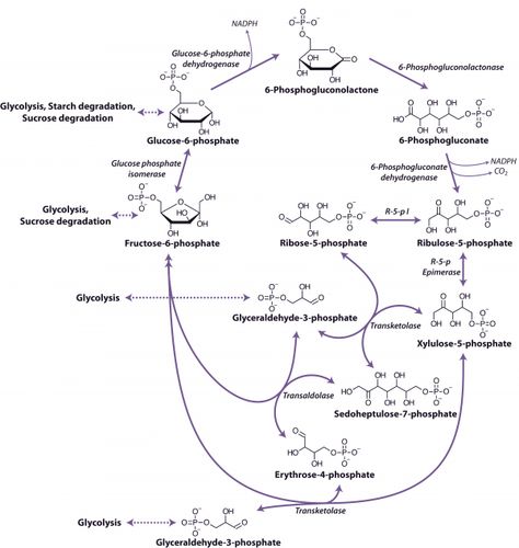 TJ. In biochemistry, the pentose phosphate pathway (also called the phosphogluconate pathway and the hexose monophosphate shunt) is a metabolic pathway parallel to glycolysis that generates NADPH and pentoses (5-carbon sugars) as well as Ribose 5-phosphate, a precursor for the synthesis of nucleotides. While it does involve oxidation of glucose, its primary role is anabolic rather than catabolic.  There are two distinct phases in the pathway. The first is the oxidative phase, in which NADPH is g Hmp Shunt Pathway, Pentose Phosphate Pathway, Uni Tips, Metabolic Pathways, Biochemistry Notes, Neurology, Biochemistry, Biotechnology, Optical Illusions