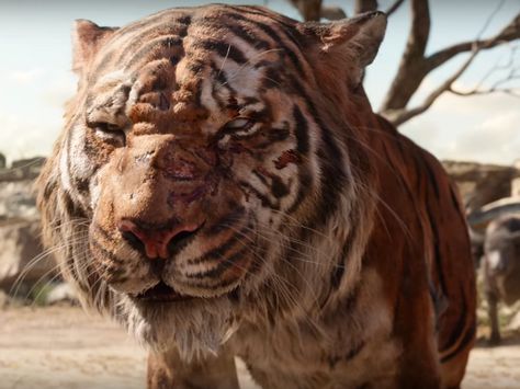 Jungle Book Shere Khan, Jason Stackhouse, Jungle Book Movie, Ryan Kwanten, Shere Khan, Cat Species, Tiger Skin, The Jungle Book, Joker Is