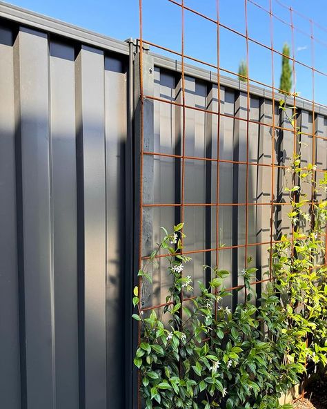 Viv - House on Cambridge | 〰️ STAR JASMINE 🌱 SIX MONTHS OF GROWTH Trachelospermum jasminoides (Star Jasmine) are evergreen climbers with star-like flowers which… | Instagram Star Jasmine Fence, Jasmine Trellis Wall, Jasmine Ground Cover, Jasmine Climber, Jasmine Garden, Pergola Screens, Evergreen Climbers, Trachelospermum Jasminoides, Jasmine Vine