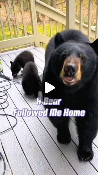 EarthCroonichle on Instagram: "A bear followed me home, What happened next will melt your heart  #bear #animals #foryou  #friendship #heartwarming" World Animals, Canada Winter, Nature Snow, Heartwarming Pictures, Animal Humour, Amazing Animal Pictures, Animals Friendship, Cuddly Animals, Animal Sanctuary