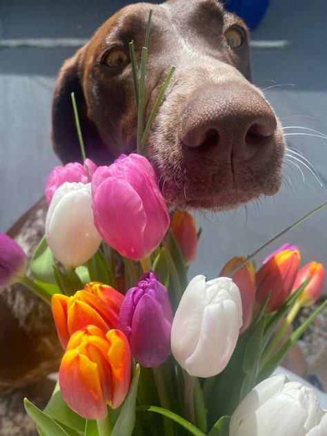 Gsp Aesthetic, German Core, Short Haired Dog, German Shorthaired Pointer Puppies, Cozy Critters, Pointer Puppy, Dog With Flowers, Painted Tulips, German Shorthair Pointer