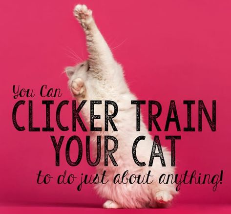 Clicker Train Your Cat to do Just About Anything! - The Catington Post Cat Training Tricks, Dog Clicker Training, Cat Toilet Training, Cat Toilet, Cat Care Tips, Kitten Care, Cat Training, Cat Behavior, Cat Health