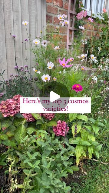 🌸GINA’S FLOWER GARDEN 🌸 on Instagram: "I’ve been organising my seeds and I have quite a few more than this, and I do think with cosmos you just can’t go wrong, but If I had to pick just 3 to have in the garden this is what I’d choose for various reasons! Maybe with the addition of ‘Cosmos dwarf sensation mix’- which were absolutely stunning and perfect for the front of the border with the added surprise of seeing which one pops up. 

I’m going to attempt to keep my labels in this year- as I’m growing some varieties for the back of the border.

1- Apricotta. I fell in love with this last year- it was actually outside of my comfort zone colours of just pink/ purple 🩷💜😆 but I adored it and now I’m adding lots of peachy toned dahlias to go with this and my pink roses this year. 

2- Candy Cosmos Flowers Garden, Purple Petals, Cosmos Flowers, Year 2, Fell In Love, Comfort Zone, I Fall In Love, In The Garden, Dahlia