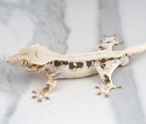 Lilly White crested gecko by Crestology Geckos Lily White Crested Gecko, Crested Gecko Morphs, Crested Geckos, Reptile Room, Crested Gecko, Dragon Rider, Lily White, Leopard Gecko, White Lilies