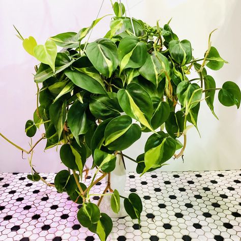 Philodendron Brasil, Chefs Kiss, Plant Tags, Trailing Plants, Hanging Basket, Large Plants, High Contrast, Water Plants, Hanging Baskets